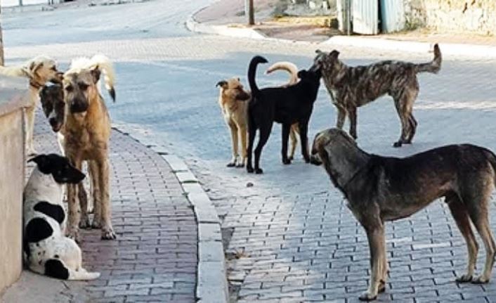KÖPEKLERE VERİLEN DEĞER İNSANLARA DA VERİLİYOR MU?