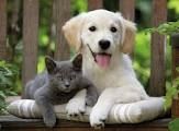 KEDİ, KÖPEK VE GELİNCİKLERİN KİMLİKLENDİRİLMESİ