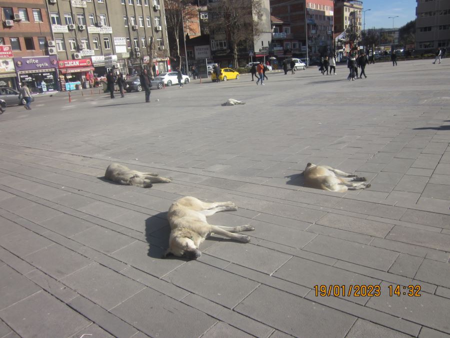 HAYATTAN UMUDUNU KESENLER.