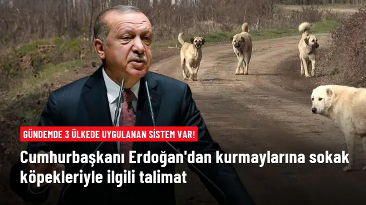CUMHUR BAŞKANI İTLE KÖPEKLE UĞRAŞMAZ İLGİLENMEYENLER CEZALANDIRILSIN.