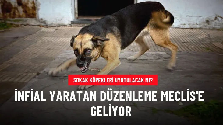 İTTEN KÖPEKTEN EKONOMİYE SIRA GELMİYECEKMİ?
