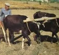 SİYASETTE KİN İNSAN SİNESİNDE YÜKTÜR.
