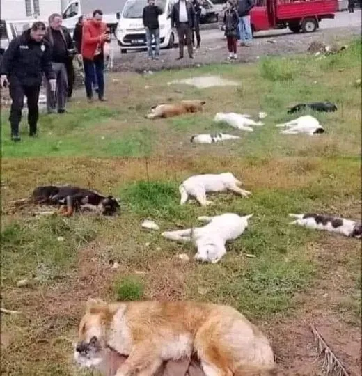 BUNUN CEZASI İNSANA EŞDEĞER OMALI AKP