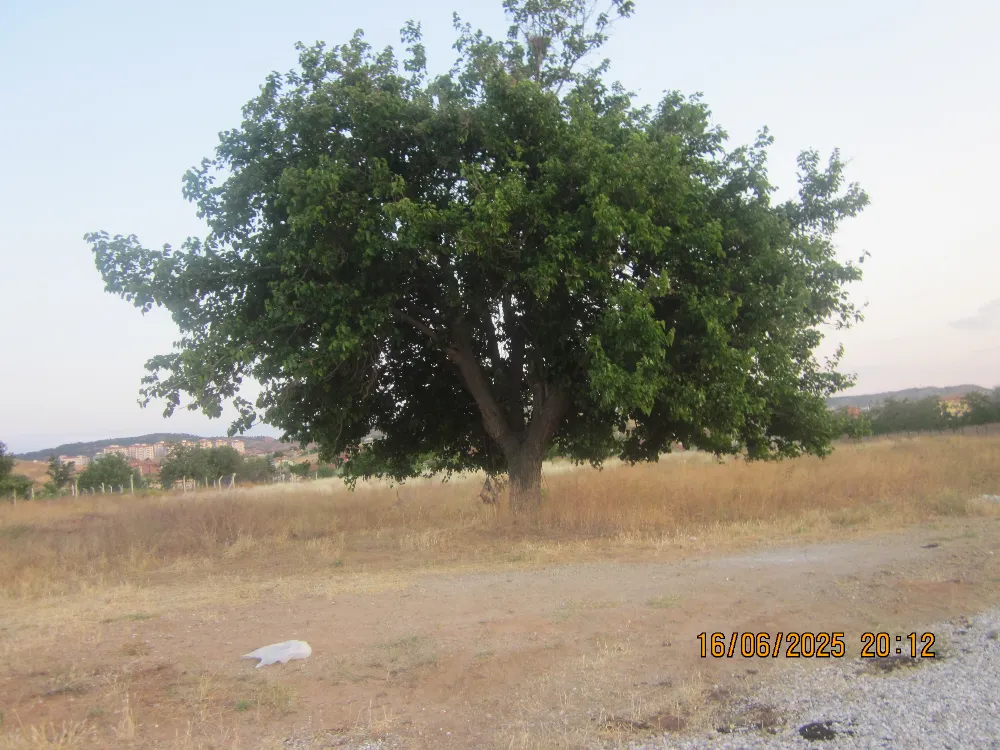 BU AĞACI BEN DİKTİM 56 YAŞIN DA