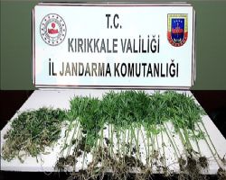 KENDİR Dİ KENEVİRDİ DERKEN ESRARA DÖNÜŞMEDEN JANDARMA YAKALADI!