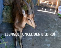 ELAZIĞ VE TUNCELİ YÖRESİNDE İSMİ TAŞ OLARAK GEÇER.