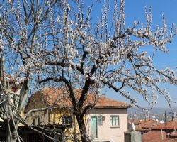 DON OLAYINA DİKKAT MART 9?U AĞAÇLARI VURABİLİR.