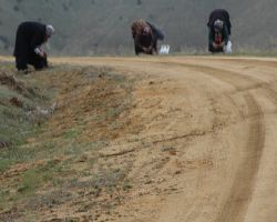 VATANDAŞ NE YAPSIN SERA DA YETİŞEN BİR DEMET OTU  ALACAK GÜCÜ YOKSA!
