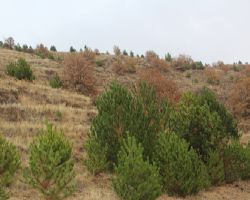 KIRIKKALE DE 11 KASIMDA 2 BİN ÖĞRENCİ 5 BİN FİDAN DİKMİŞ