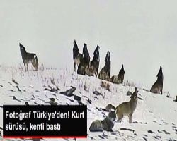 ESKİ KURTLAR ÜŞÜMEZDİ KURTLARDA ÇAKMA OLMUŞ  ISINMAK İÇİN DOĞAL GAZ KOMPOROSOR İSTASYONUNU BASMIŞLAR..